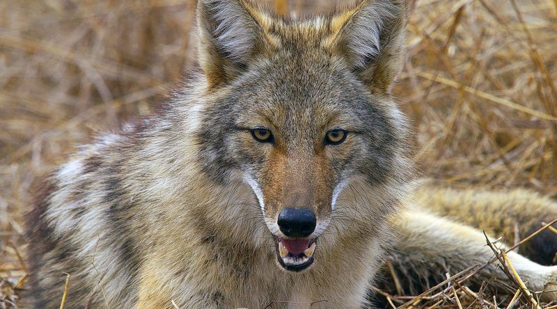 Coyote
